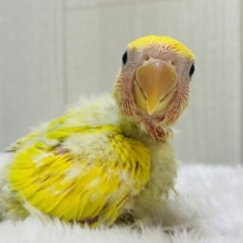 パワーを届ける鮮やかカラー💫💫コザクラインコ（タイガーチェリー）🍒