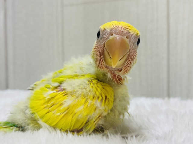 パワーを届ける鮮やかカラー💫💫コザクラインコ（タイガーチェリー）🍒