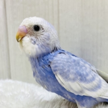 🌟パワフルさ全開🌟ﾜﾁｬﾜﾁｬ賑やかセキセイインコのスパングル💙