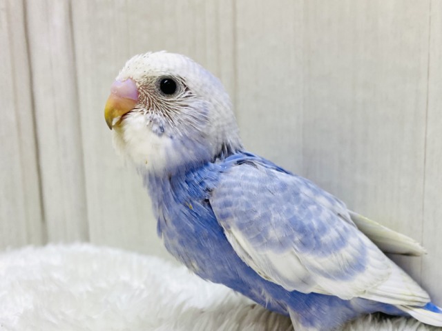 🌟パワフルさ全開🌟ﾜﾁｬﾜﾁｬ賑やかセキセイインコのスパングル💙