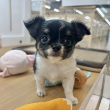 後ろ足がびょ〜〜〜ん♥チワワちゃん！