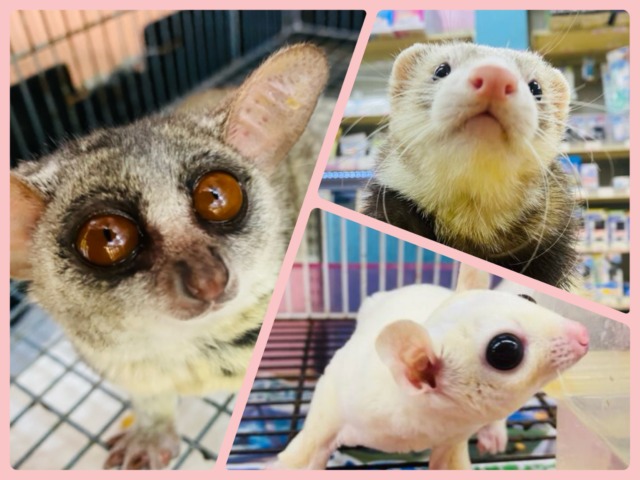 🌱新生活はペットと一緒に🌸〜新生活応援フェア〜🌸