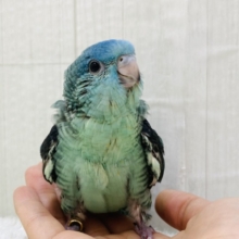 とにかくパワフル🔆ターコイズ輝く💎サザナミインコ！！