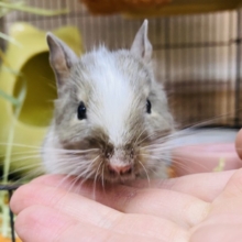 まるまるお顔のベビーフェイス🍼💕デグー（ブルーパイド⭐️）