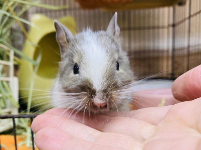 まるまるお顔のベビーフェイス🍼💕デグー（ブルーパイド⭐️）