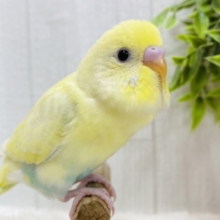 最新画像有ります❗️あわあわ〜🫧💛どんな姿を見せてくれるかな❓セキセイインコ（パステルレインボーパイド）