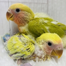 あと１羽❗️ハデっこちゃんズ⭐️徐々に染まってく〜コザクラインコ❤️
