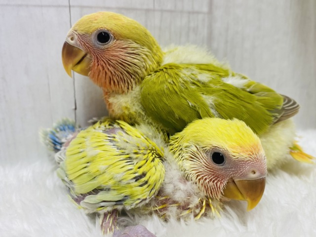 あと１羽❗️ハデっこちゃんズ⭐️徐々に染まってく〜コザクラインコ❤️