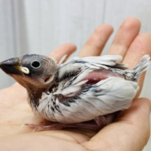 シルバーに輝く🩶小さなエレガンス✨シルバー文鳥