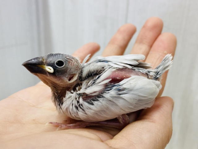 シルバーに輝く🩶小さなエレガンス✨シルバー文鳥