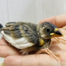 ちょこっと白のおすそ分け♡♡桜文鳥やって来た〜❀.*ﾟ