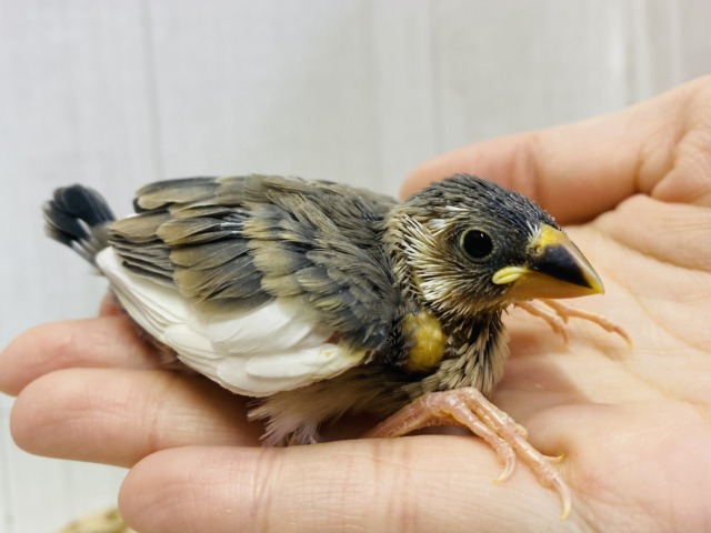 ちょこっと白のおすそ分け♡♡桜文鳥やって来た〜❀.*ﾟ