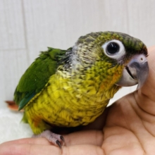 最新画像有ります❗️優しく見守ってくださいな💚💛ワキコガネウロコインコ‼️