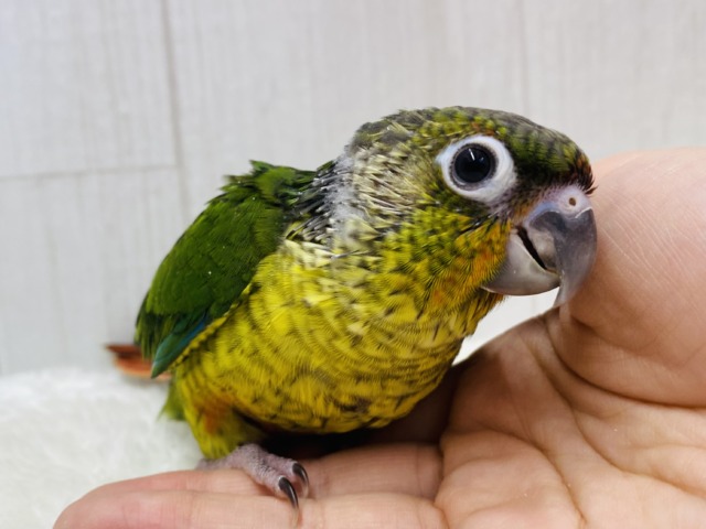 最新画像有ります❗️優しく見守ってくださいな💚💛ワキコガネウロコインコ‼️