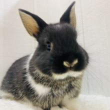 ちょこっとホワイト入れちゃいます🤍ネザーランドドワーフ男の子🌟