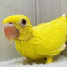 本店久々入舎‼️イエローに輝く✨ワカケホンセイインコ（ルチノー）❤️