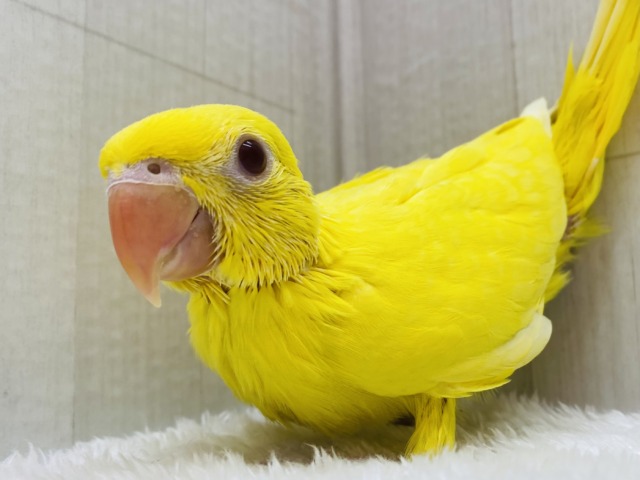 本店久々入舎‼️イエローに輝く✨ワカケホンセイインコ（ルチノー）❤️