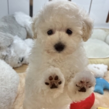 好き好きが止まらな〜い！！トイプードルちゃん！