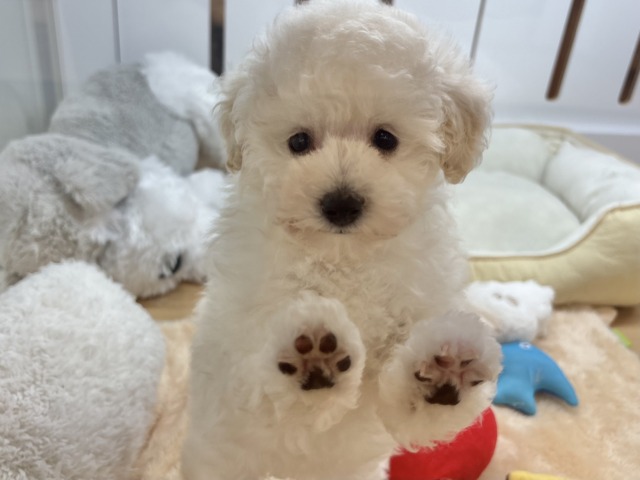 好き好きが止まらな〜い！！トイプードルちゃん！