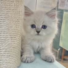 可愛さにあっと驚くよ♡ネヴァマスカレードくん！