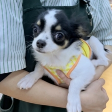 更新📷牛さんのような模様のチワワちゃん！