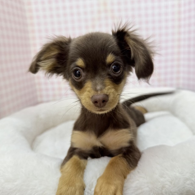 最新📷可愛すぎる！！チワックスの女の子来ましたー💖