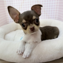 最新📷ペチャ顔最高😍スムースチワワくん❣️