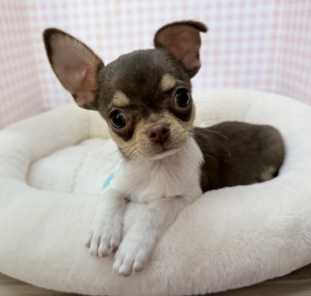 最新📷ペチャ顔最高😍スムースチワワくん❣️