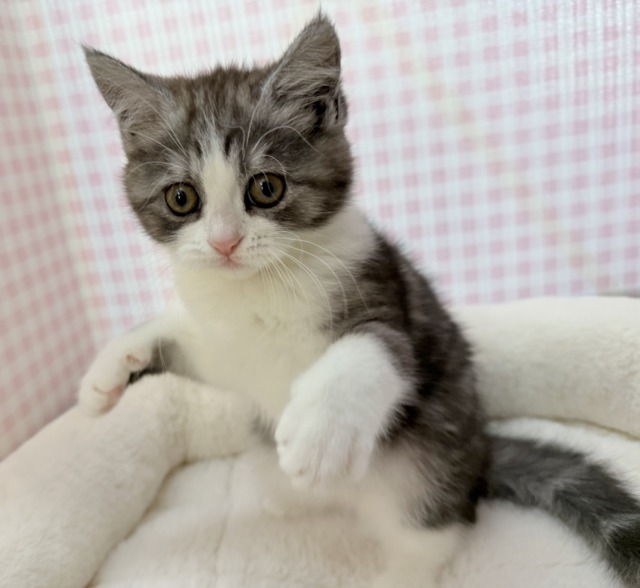 最新📷ハチワレのブリティッシュちゃん😍