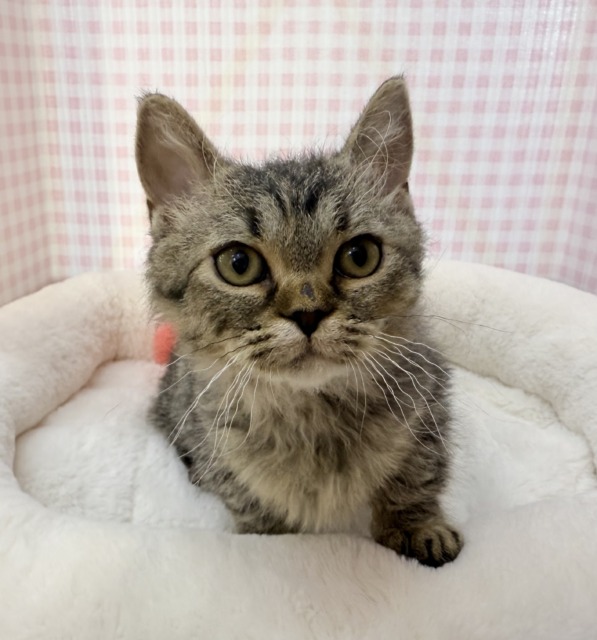 最新📷激甘々！ラムキンちゃん！