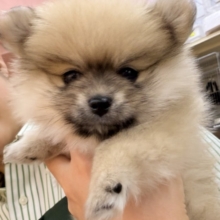 最新📷たぬきさんみたいなポメくん🍃