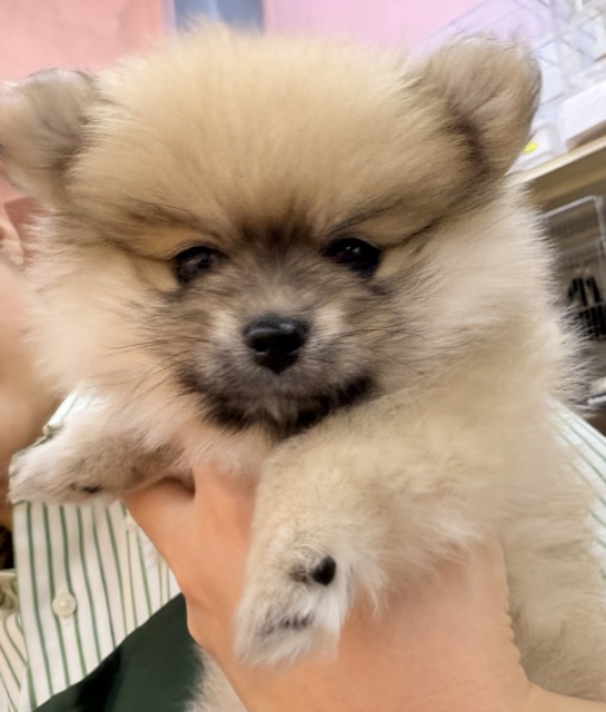 最新📷たぬきさんみたいなポメくん🍃