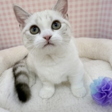 最新📷真っ白で短足なマンチカンちゃん！