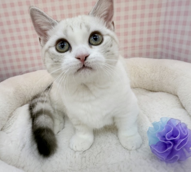 最新📷真っ白で短足なマンチカンちゃん！