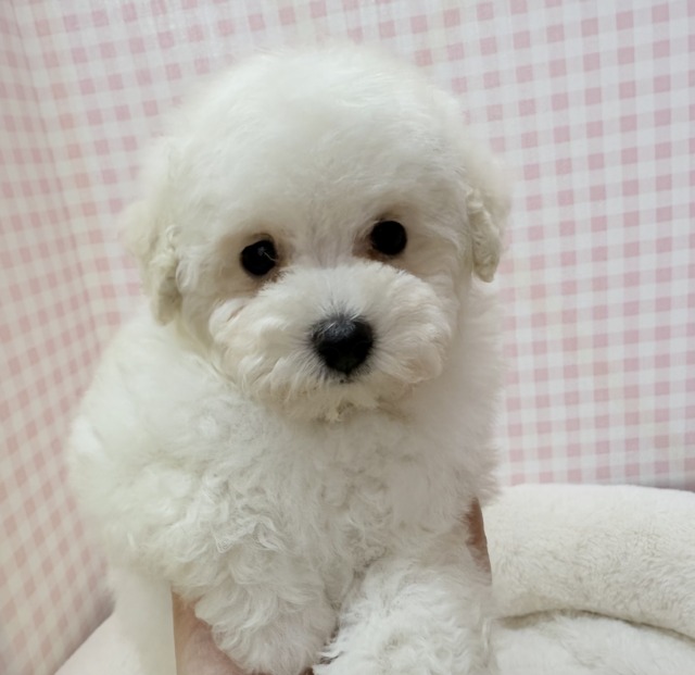 真っ白なプードルがきましたよ☺️