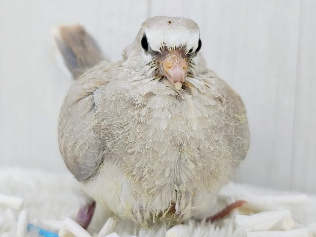 鳩ぽっぽ〜がやってきた🕊💓‪ジュズカケバトのヒナ入荷しました〜❤️