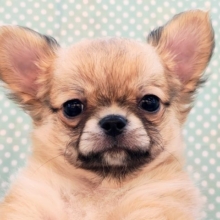 尻尾お尻ぶんぶんぷりぷり～✨元気いっぱいチワワの男の子入荷いたしました❤️