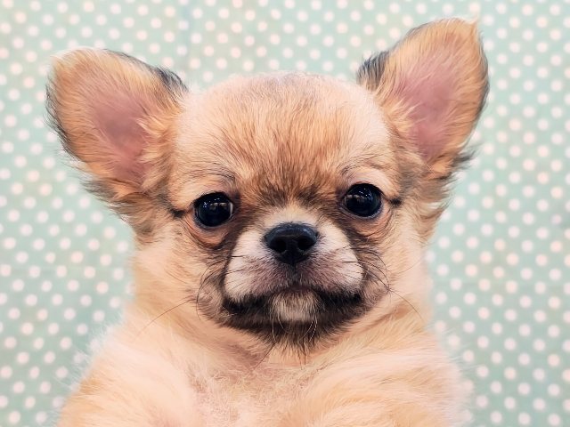 尻尾お尻ぶんぶんぷりぷり～✨元気いっぱいチワワの男の子入荷いたしました❤️