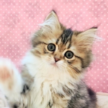 寂しがり屋のかまってちゃん🐱💓‪ミヌエットの女の子入荷しました❤️