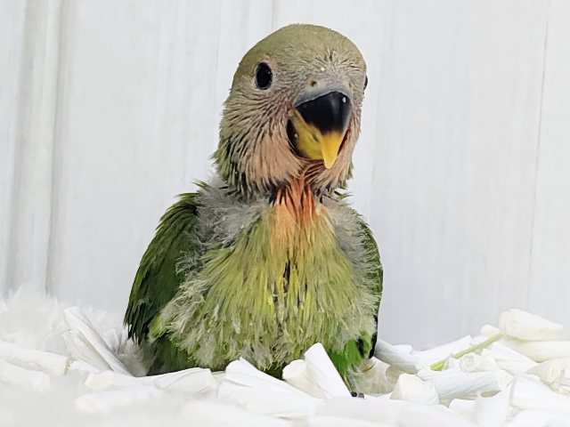 人気のコザたん！！お顔真っ赤に染まるよ✨コザクラインコのヒナ(ノーマル)入荷しました❤️