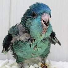 元気いっぱいピーポポピー♪サザナミインコのヒナ(ターコイズ)入荷しました❤️