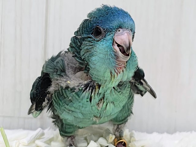 元気いっぱいピーポポピー♪サザナミインコのヒナ(ターコイズ)入荷しました❤️