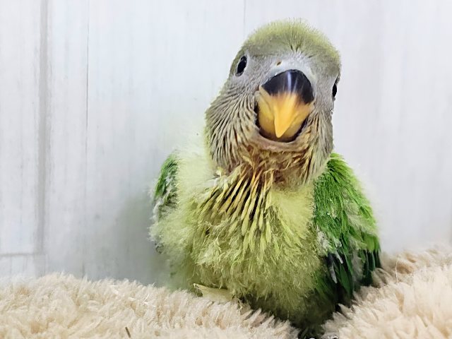 えだまめ〜🫛こんなに明るい黄緑カラーは珍しいよ💚コザクラインコのヒナ(オパーリン)入荷しました❤️