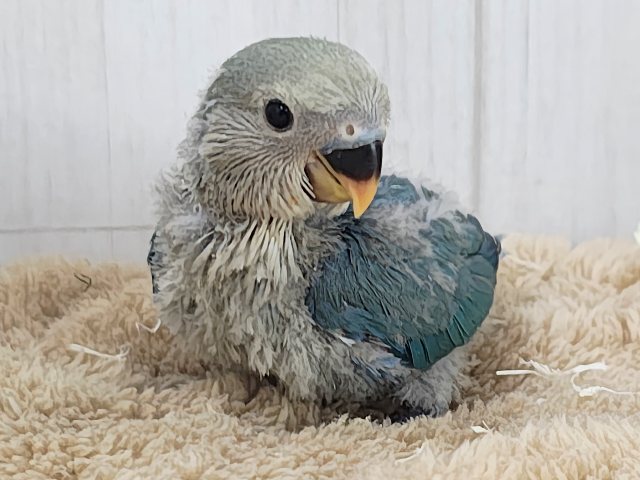 晴天☀️.°キラキラブルー💍 ̖́-コザクラインコのヒナ(ブルー)入荷しました❤️