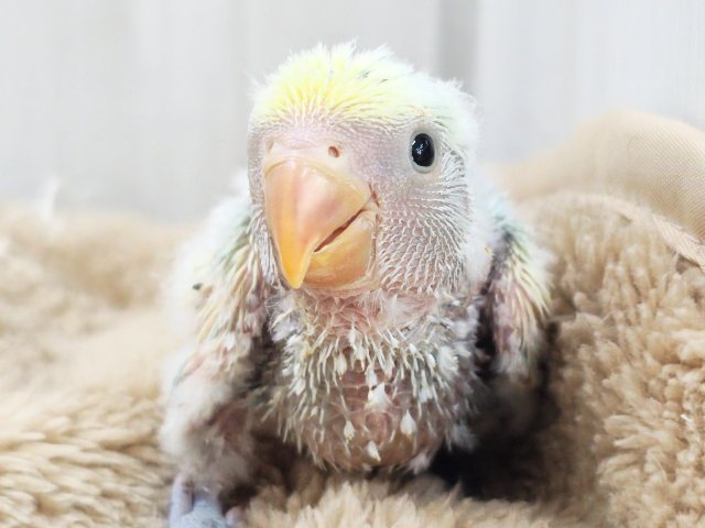 争奪戦になるぞ〜🔥可愛すぎて眩しい〜😇💓‪コザクラインコのヒナ(ブルーチェリーパイド)入荷しました❤️