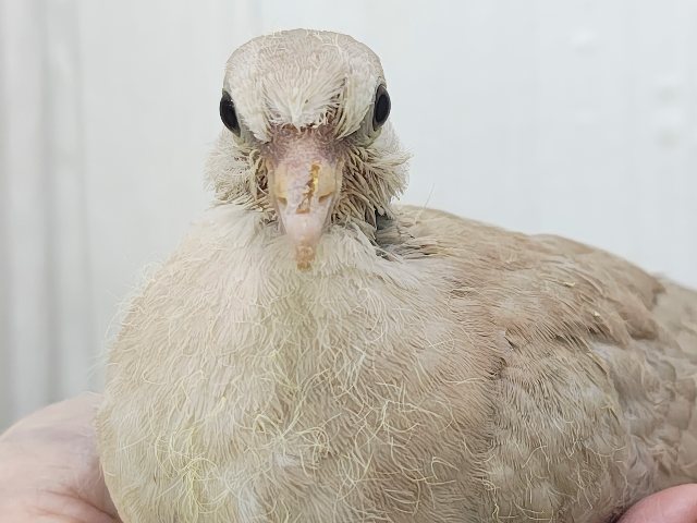 ハト沼へようこそ✨虜にさせるよ♡ジュズカケバトのヒナ入荷しました❤️