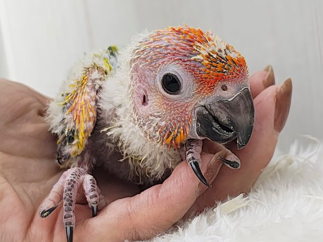 久しぶりでテンション上がる⤴︎⤴︎︎💕︎カラフル🌈なコガネメキシコインコのヒナ入荷しました❤️
