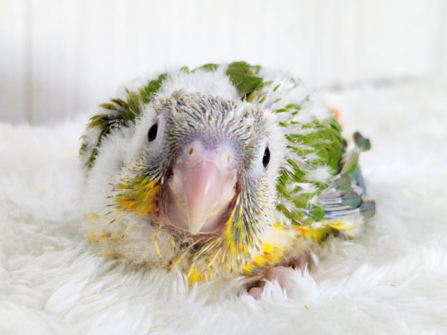 陽気なカラーに心躍る🕺✨ウロコインコのヒナ(パイナップル)入荷しましたはではで❤️