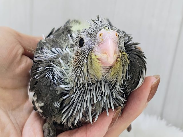 ジャ〜ジャ〜♪赤ちゃん鳴き炸裂🐥⸒⸒オカメインコのヒナ(ノーマル)入荷しました❤️
