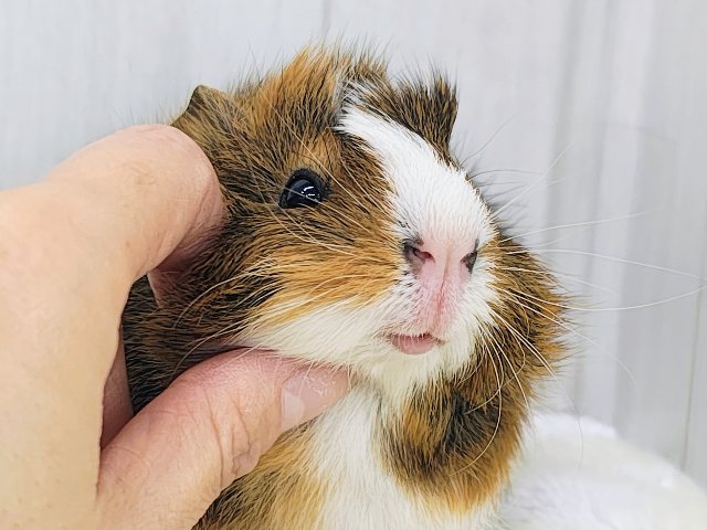 ナデナデするとリラックスしてくるよ〜︎💕︎︎アビシニアンモルモットの男の子入荷しました❤️